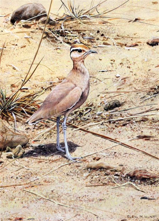 Alan Hunt (1947-) Cream coloured courser 15 x 11in.